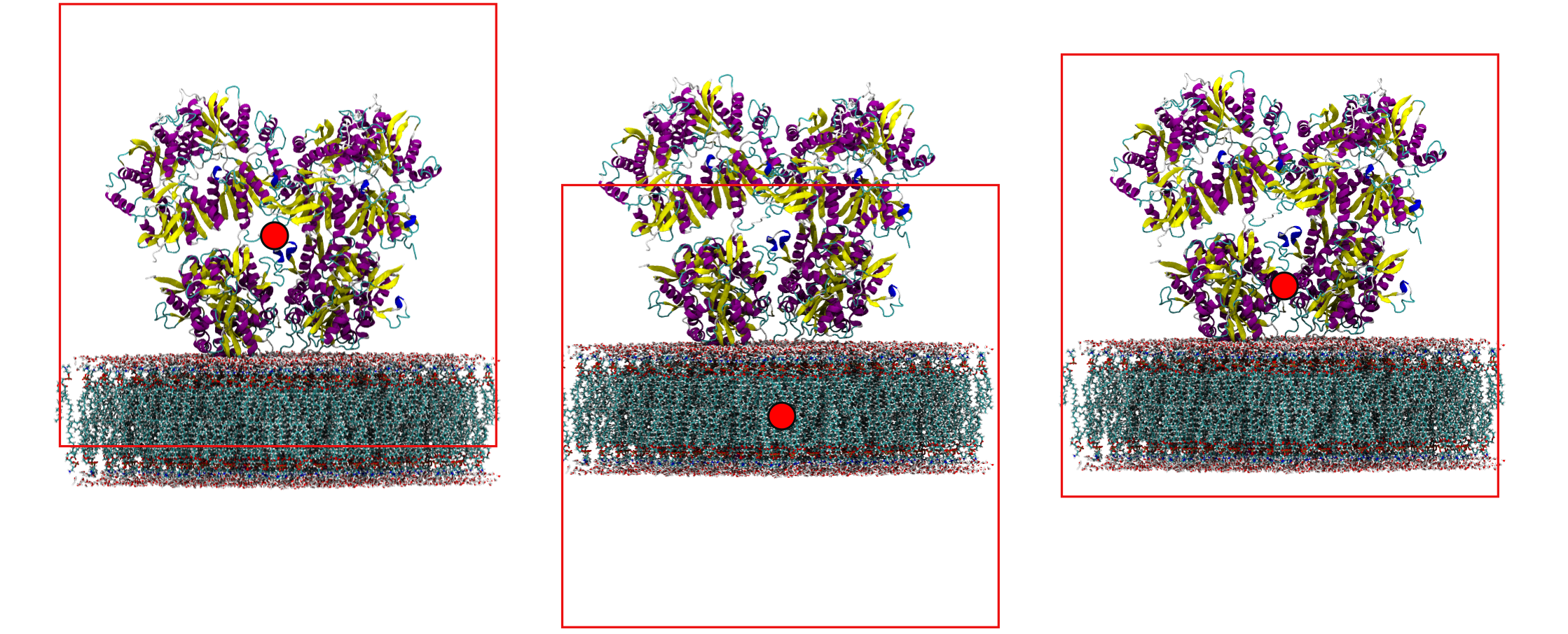 membrane